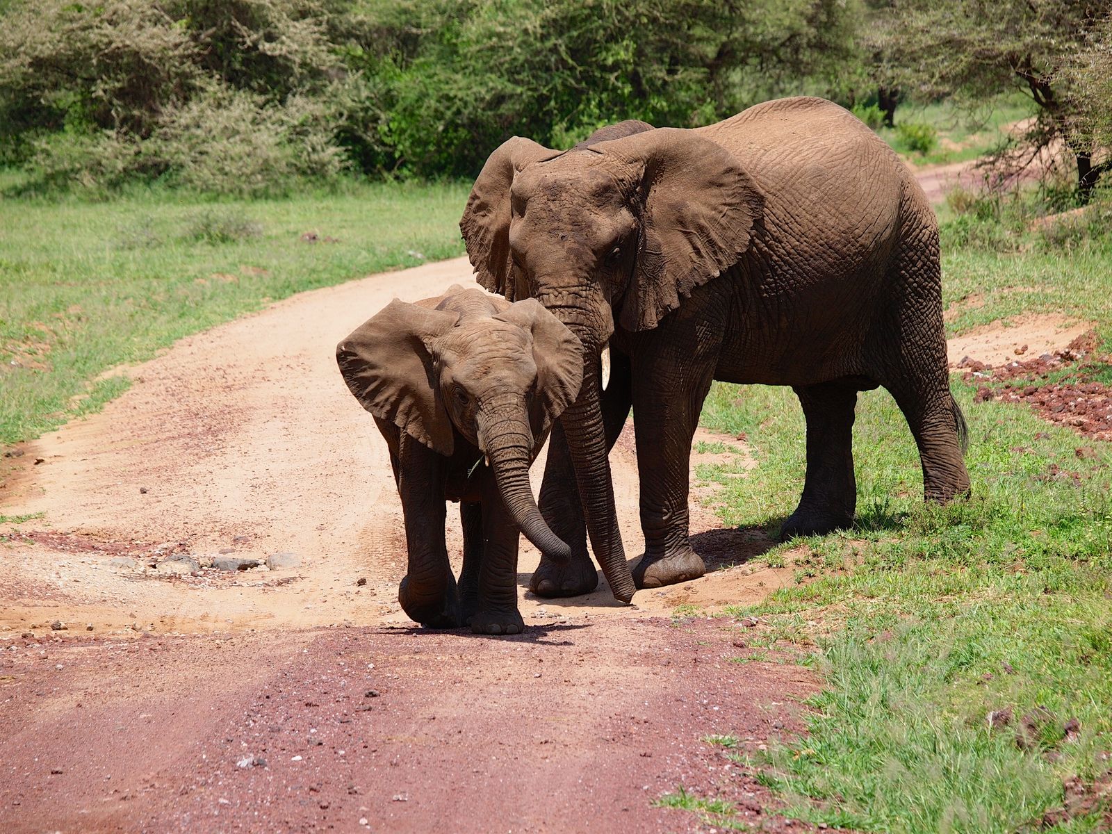 Rondreis Tanzania Lake Manyara Olifant