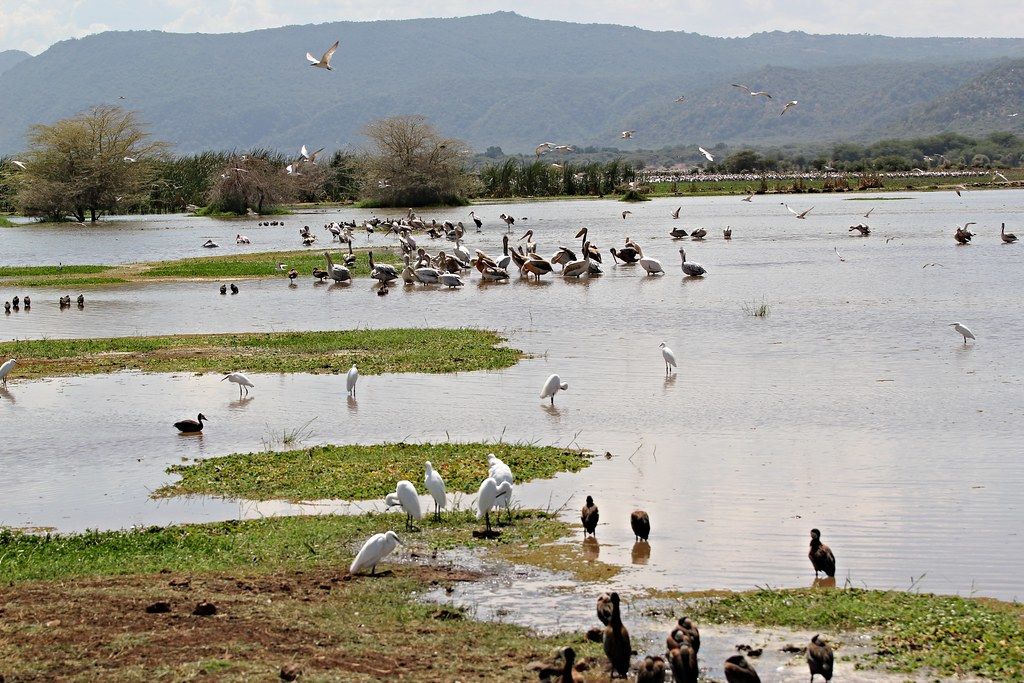 Rondreis Tanzania Lake Manyara Vogels