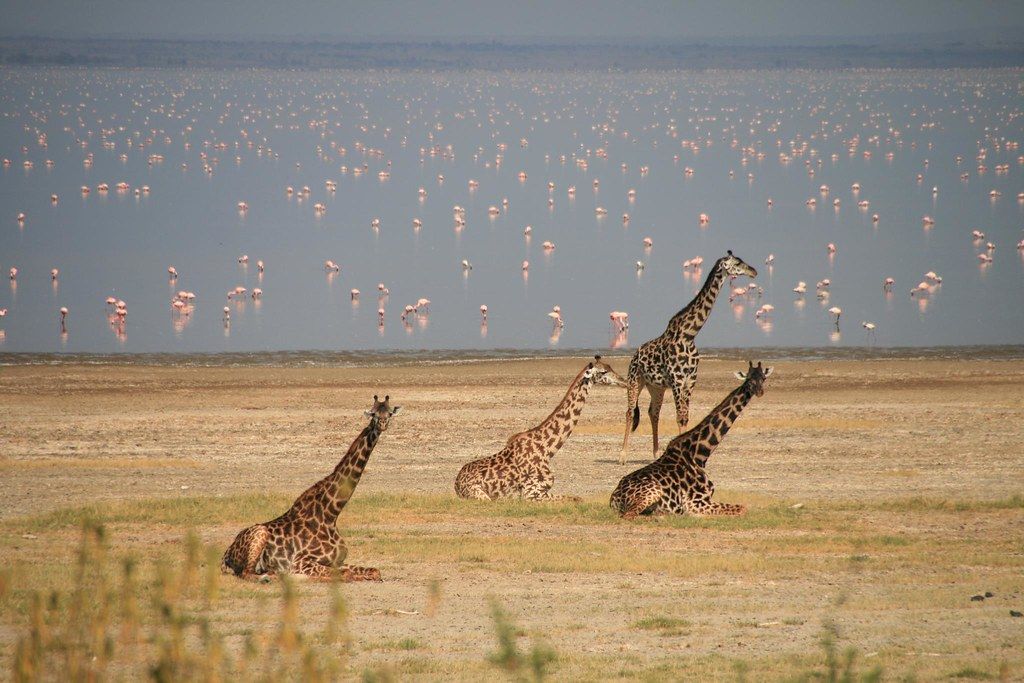 Rondreis Tanzania Lake Manyara giraffe