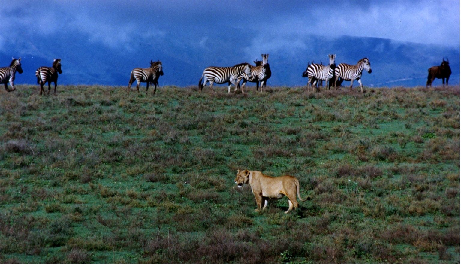 Rondreis Tanzania Ngorongoro Leeuw
