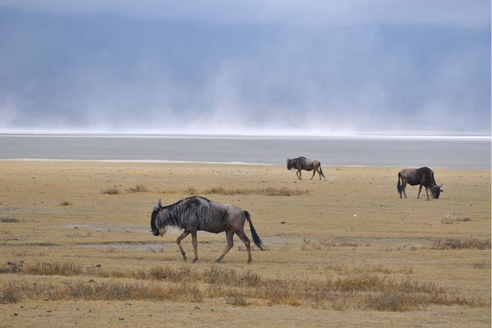 Rondreis Tanzania Ngorongoro Wildebeesten