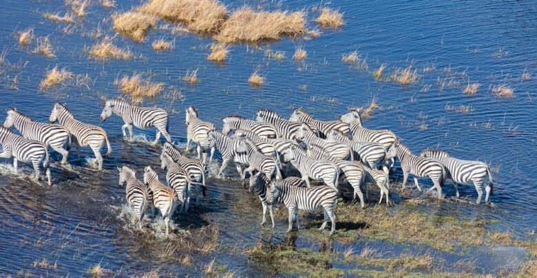 Rondreis Tanzania Ngorongoro Zebras