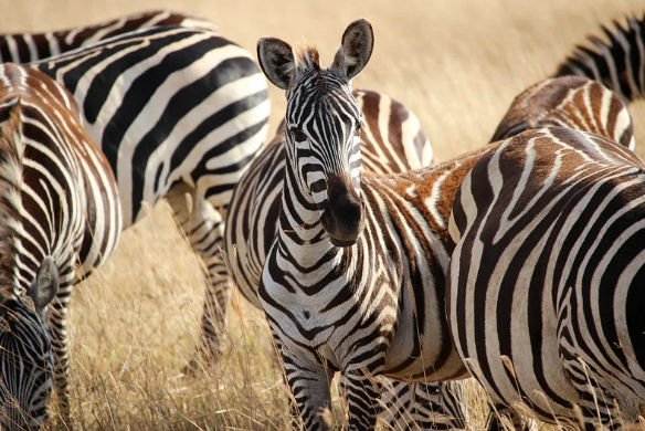 Rondreis Tanzania Ngorongoro Zebras