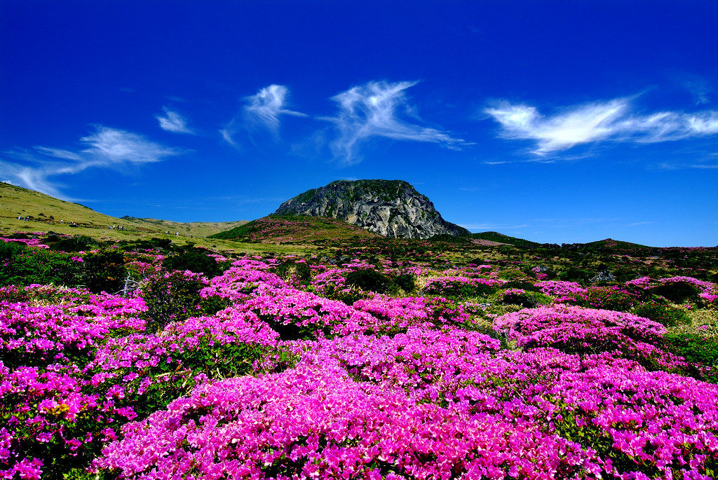 Rondreis Zuid Korea Jeju Bloemen