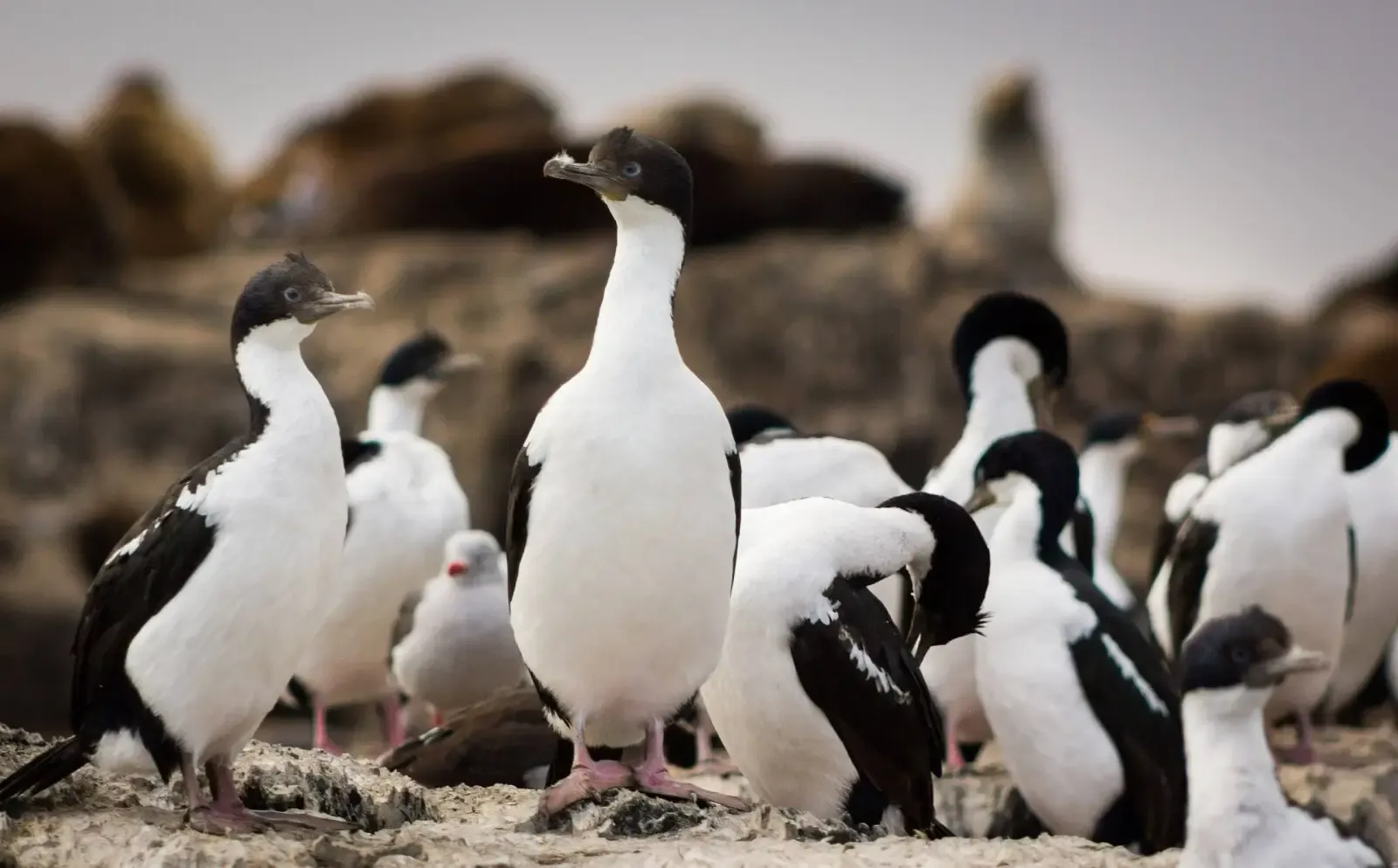 Rondreizen Antarctica AN Cormorands Beagle