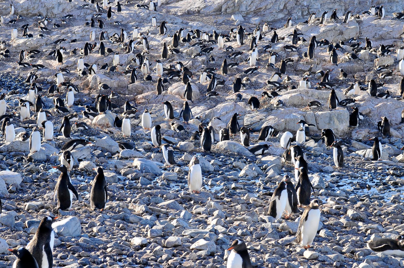 Rondreizen Antarctica AN Cuverville Penguins