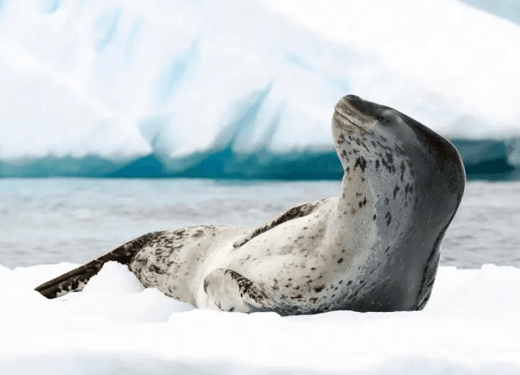 Rondreizen Antarctica AN Seal