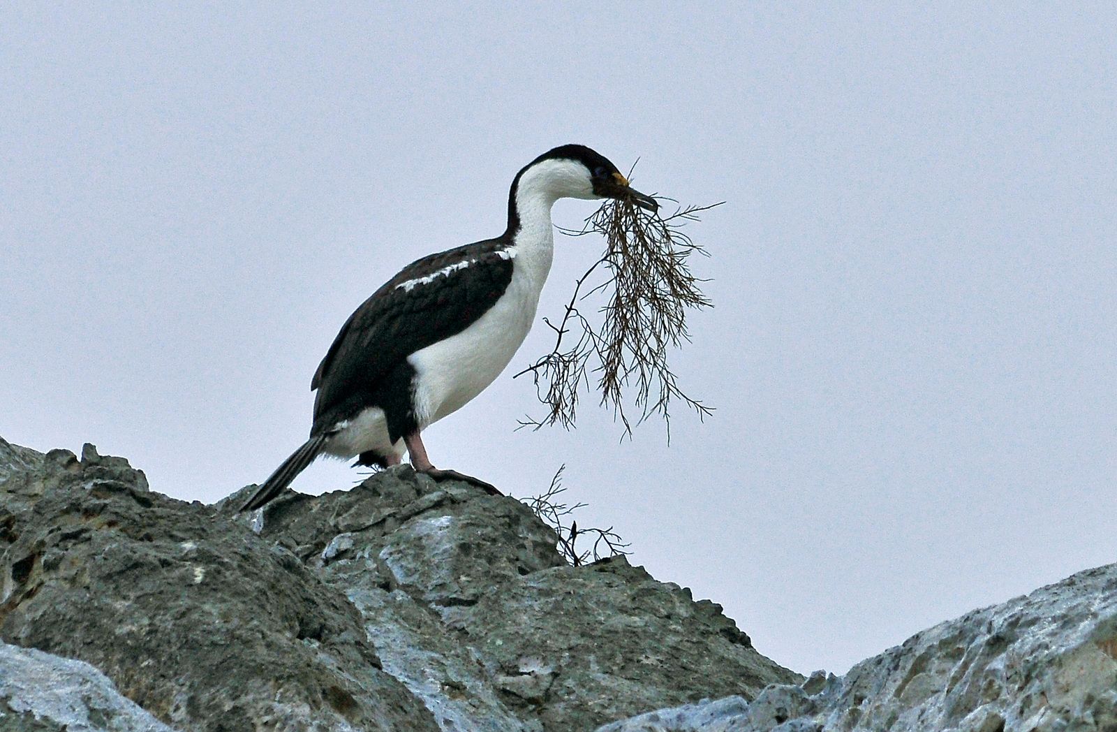 Rondreizen Antarctica AN Yalour