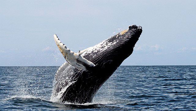 Rondreizen Antarctica AN humpback