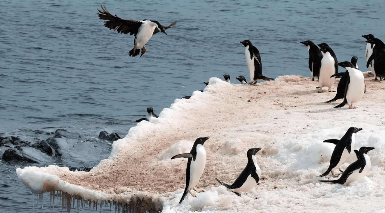 Rondreizen Antarctica AN Rondreizen Antarctica Penguins on Ice