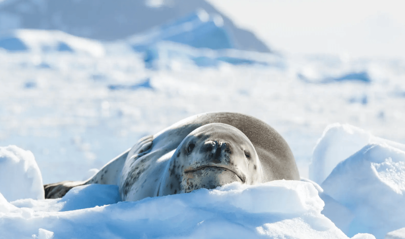Rondreizen Antarctica AN seal