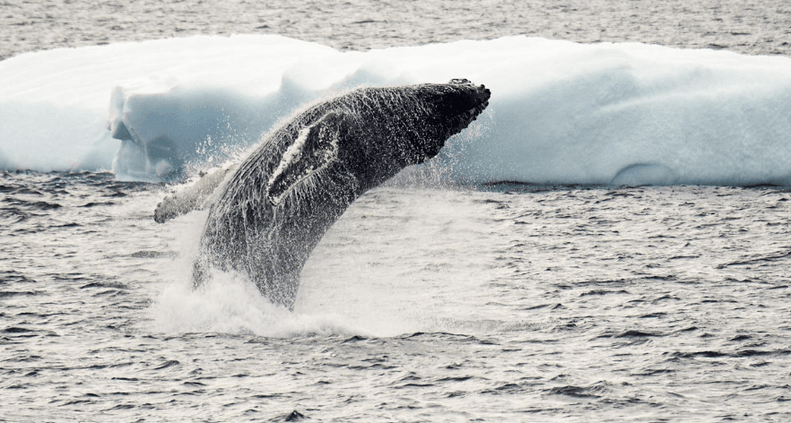 Rondreizen Antarctica AN walvis antarpply