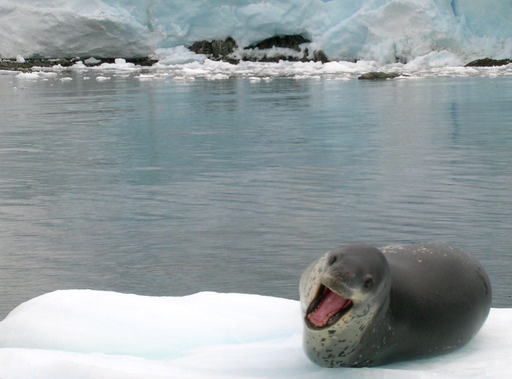 Rondreizen Antarctica AN zeehond melchior islands