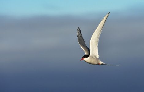 Rondreizen Antarctica AN artctic tern