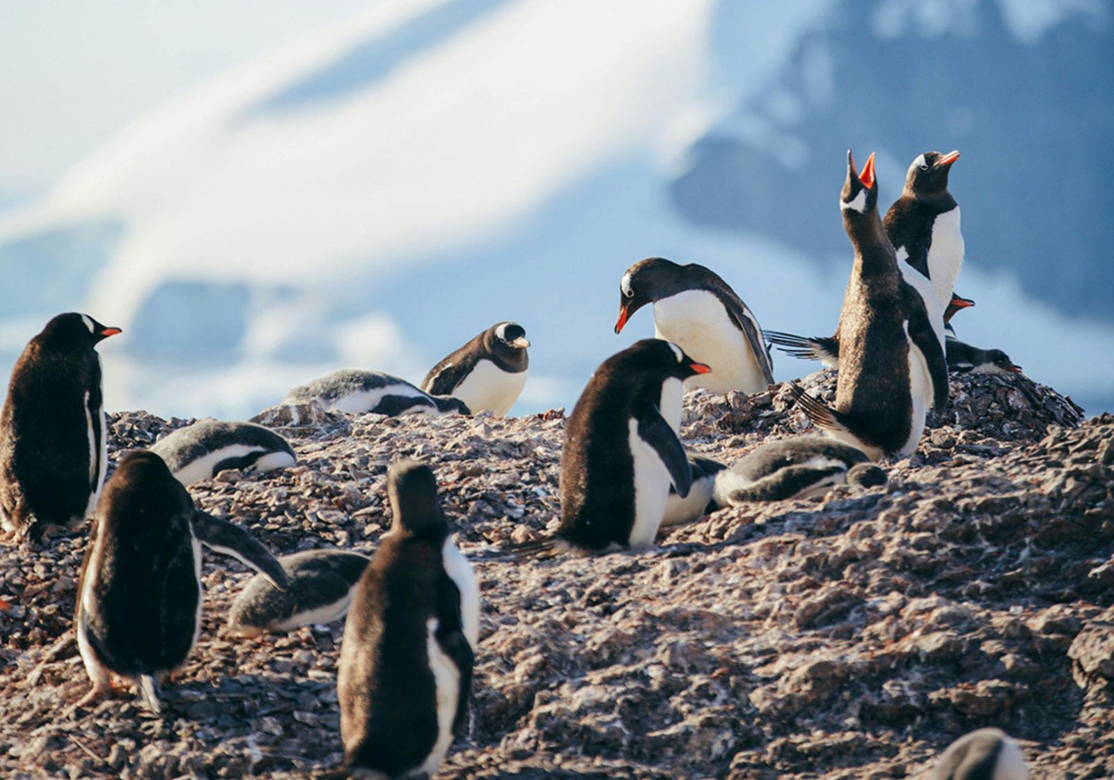 Rondreizen Antarctica AN gentoo penguins