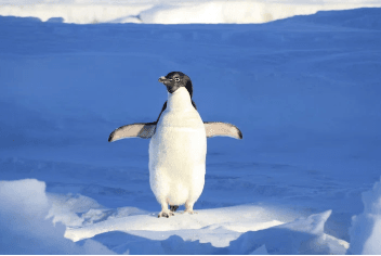 Rondreizen Antarctica AN random pinguin