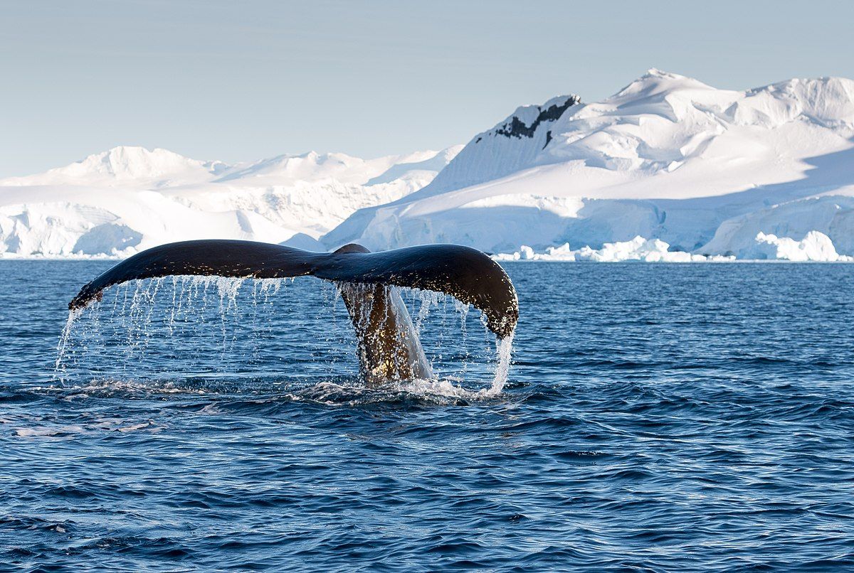 Rondreizen Antarctica AN whale tail