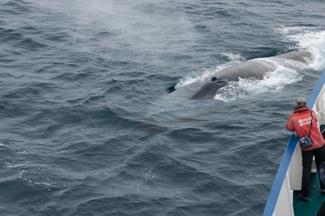 Rondreizen Antarctica AN whale watching