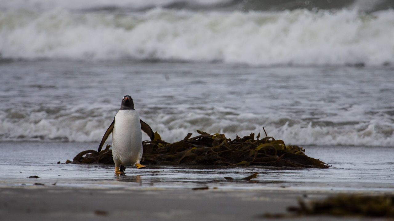 Rondreizen Antarctica AN pinguin falklands