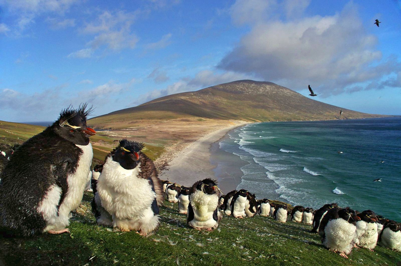 Rondreizen Antarctica AN saunders island