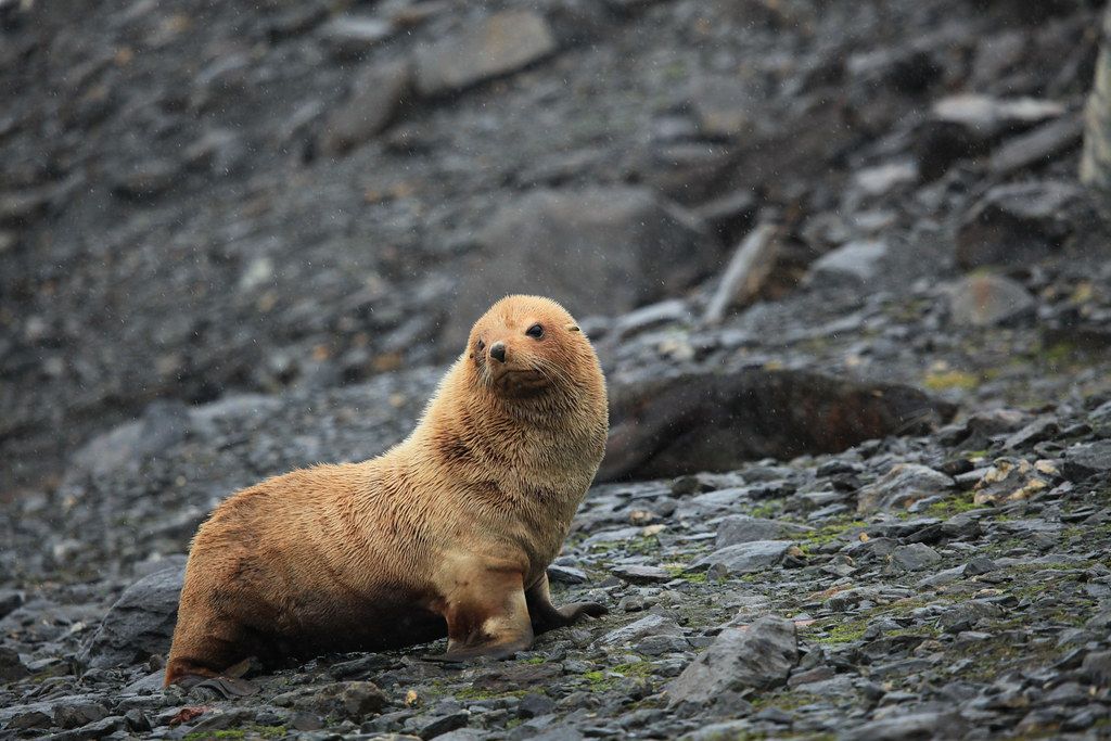 Rondreizen Antarctica AN seal south orkney islands