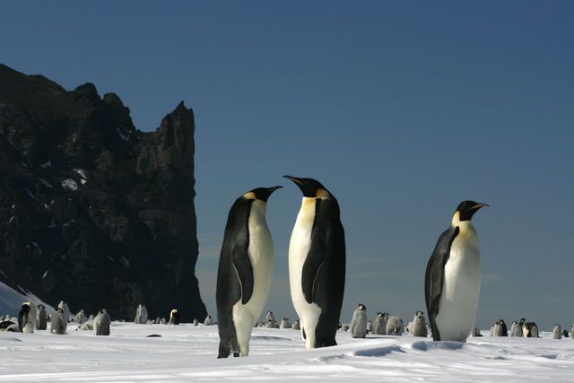 Rondreizen Antarctica AN Penguins