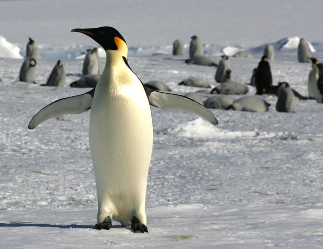 Rondreizen Antarctica AN Pinguin