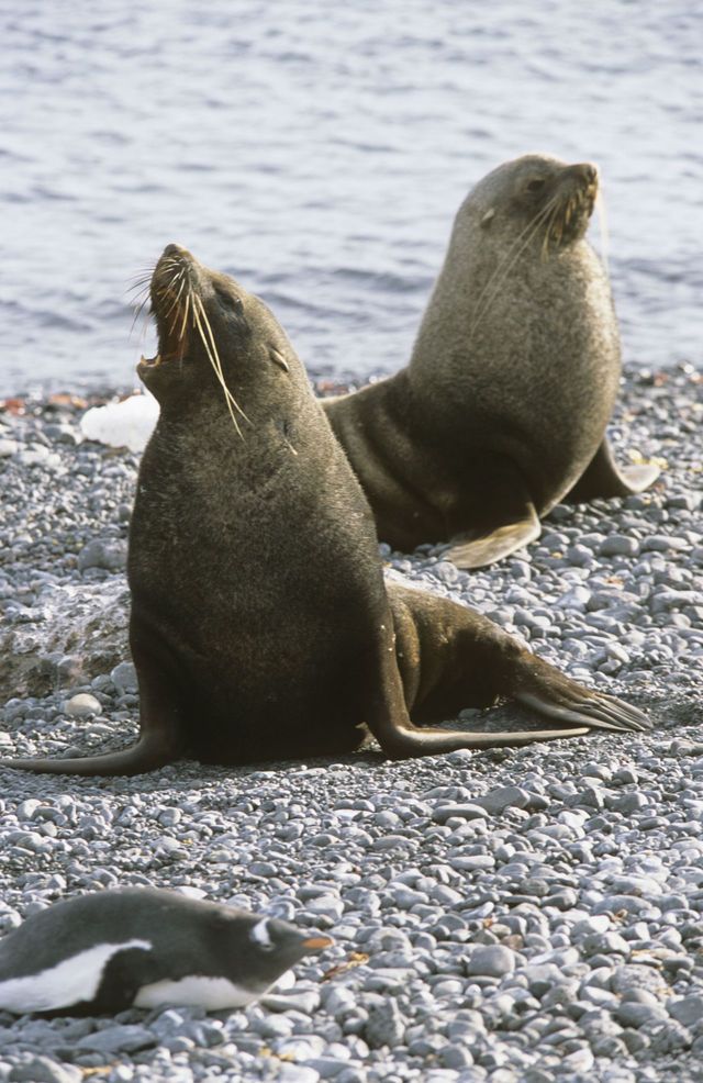 Rondreizen Antarctica AN Zeehonden
