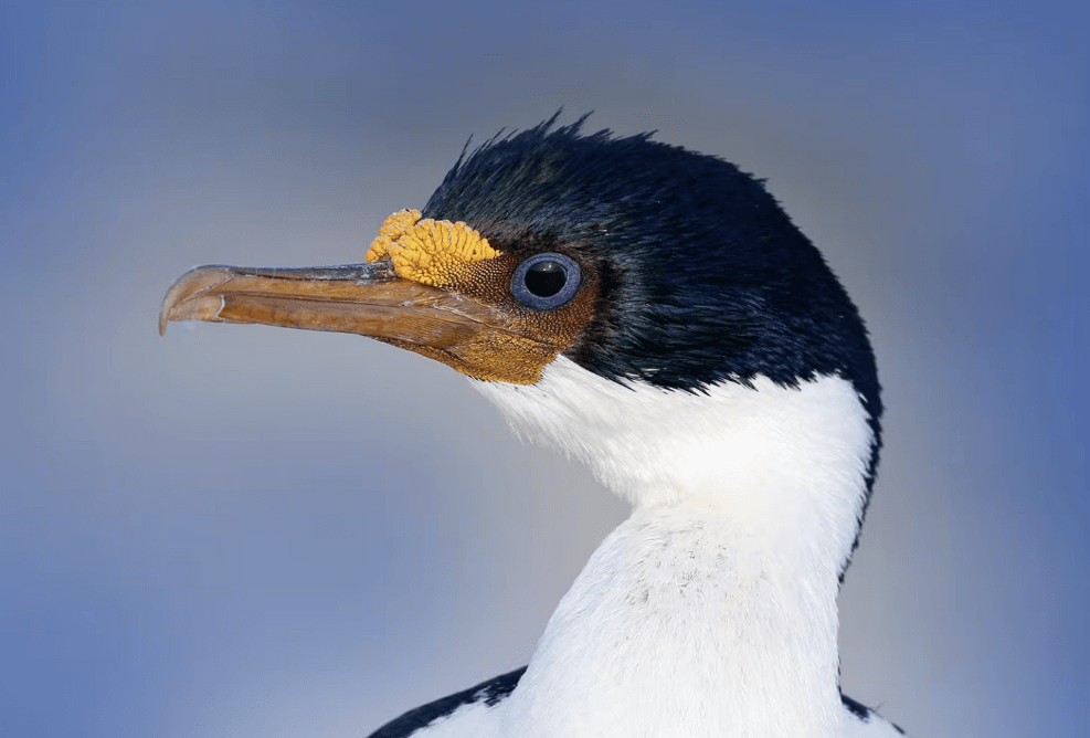 Rondreizen Antarctica AN cormorand
