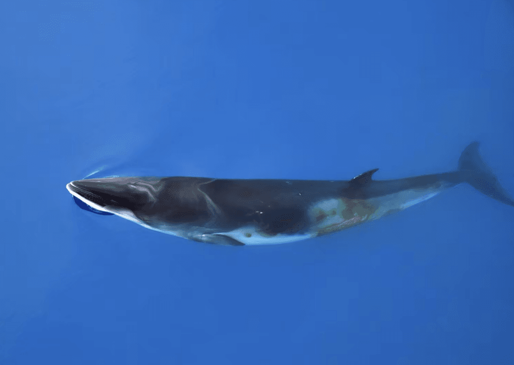 Rondreizen Antarctica AN minke whale