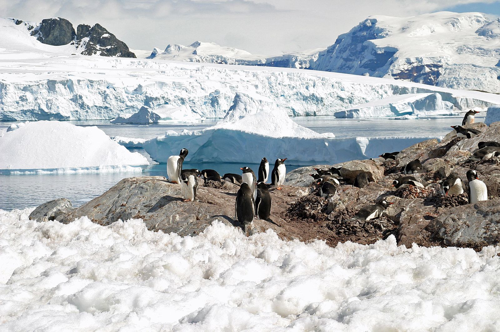 Rondreizen Antarctica AN Cuverville Island