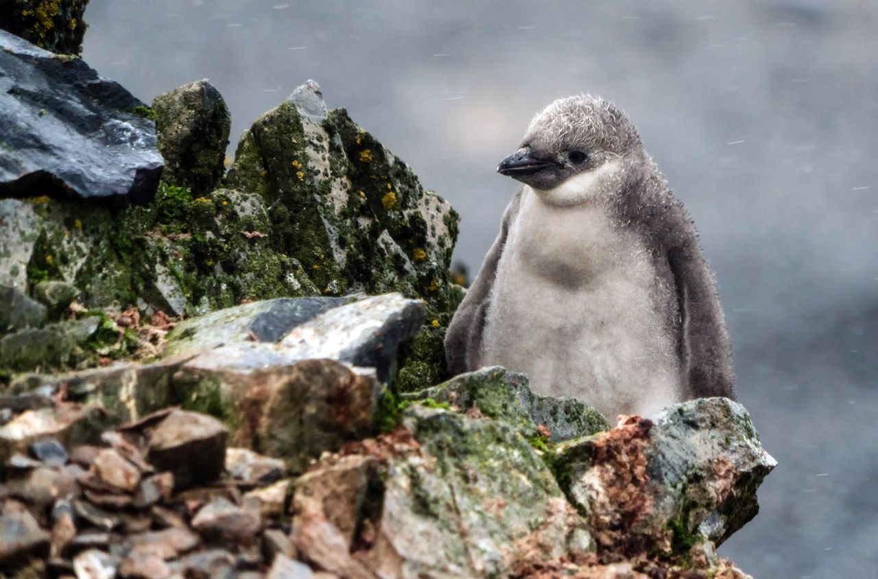 Rondreizen Antarctica AN Half Moon Island Antarctica Chinstrap Penguin