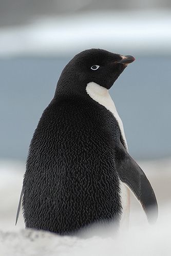 Rondreizen Antarctica AN adelie penguin