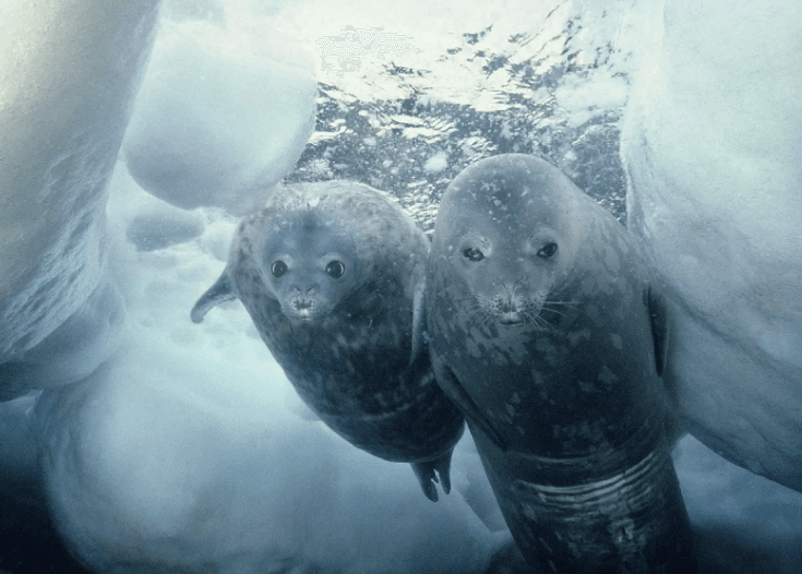 Rondreizen Antarctica AN weddell seal