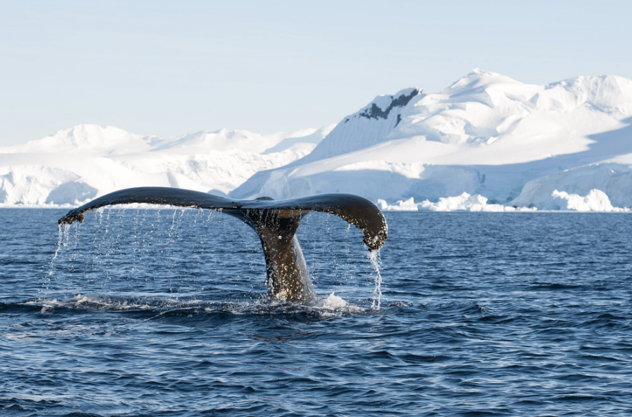 Rondreizen Antarctica AN whale