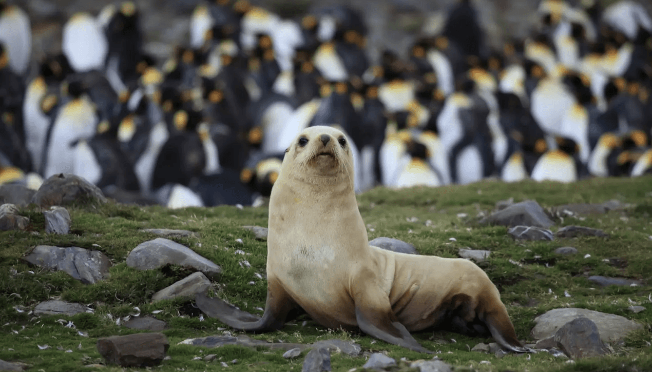 Rondreizen Antarctica AN antarctic fur seal