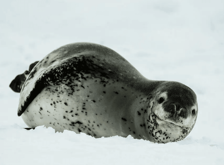 Rondreizen Antarctica AN antarctic seal