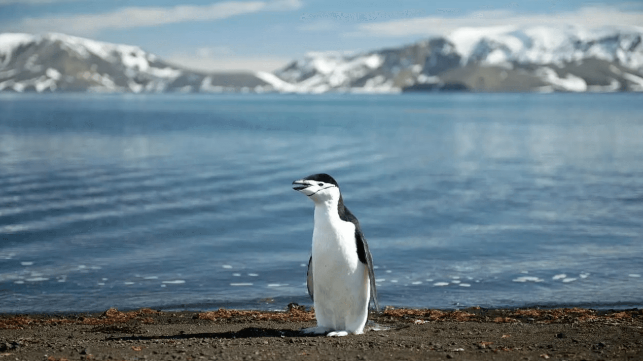 Rondreizen Antarctica AN chinstrap pinguin