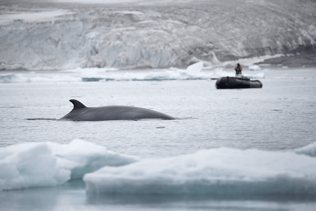 Rondreizen Antarctica AN minke whale
