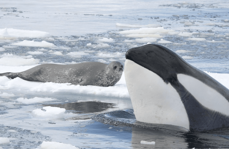 Rondreizen Antarctica AN orka en zeehond