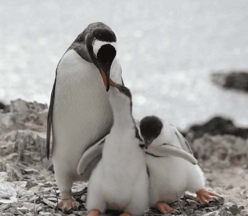 Rondreizen Antarctica AN pinguin