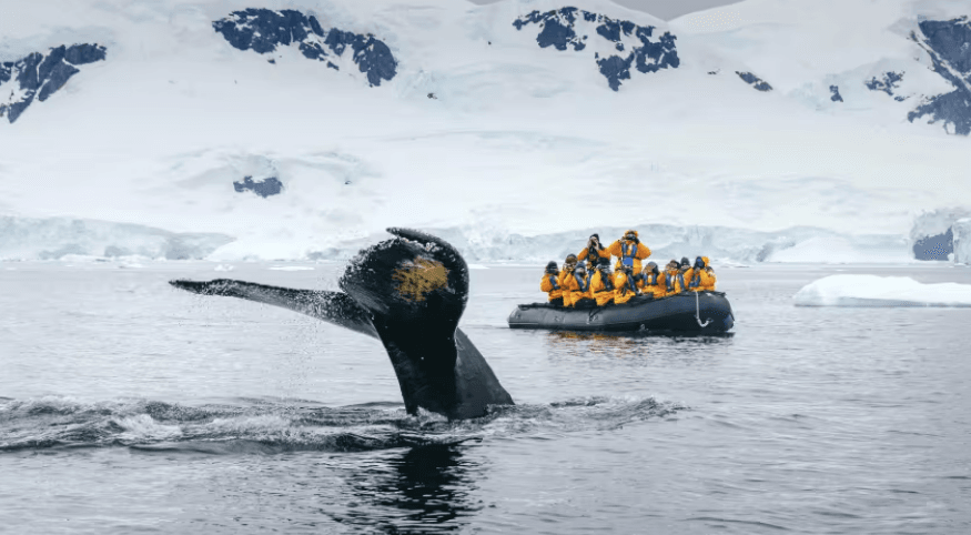 Rondreizen Antarctica AN whale and boat