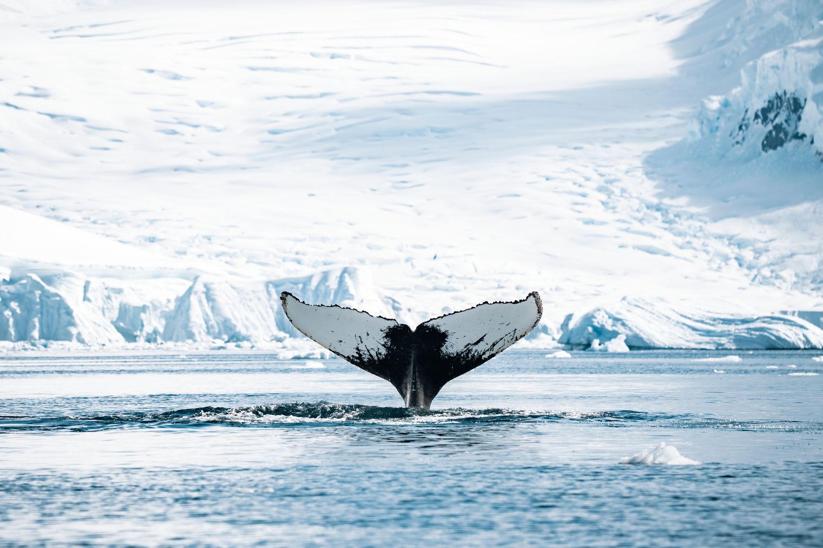 Rondreizen Antarctica AN