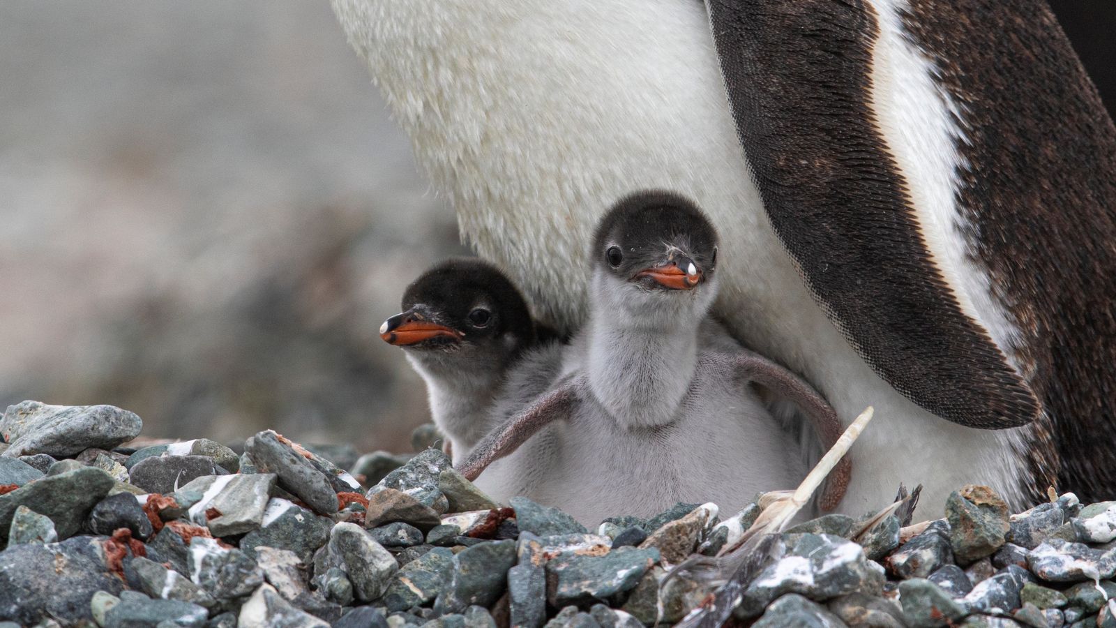 Rondreizen Antarctica AN