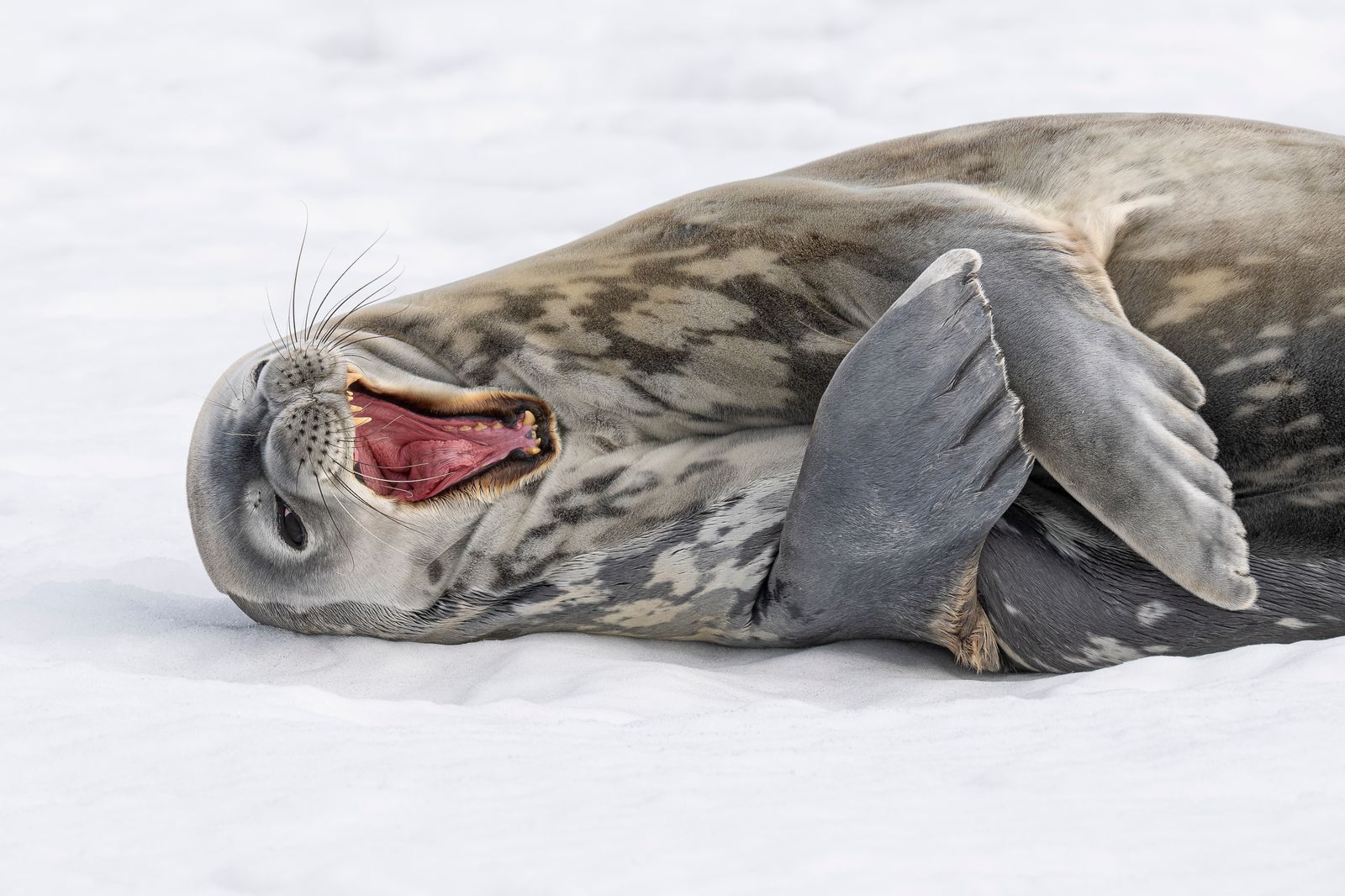 Rondreizen Antarctica AN