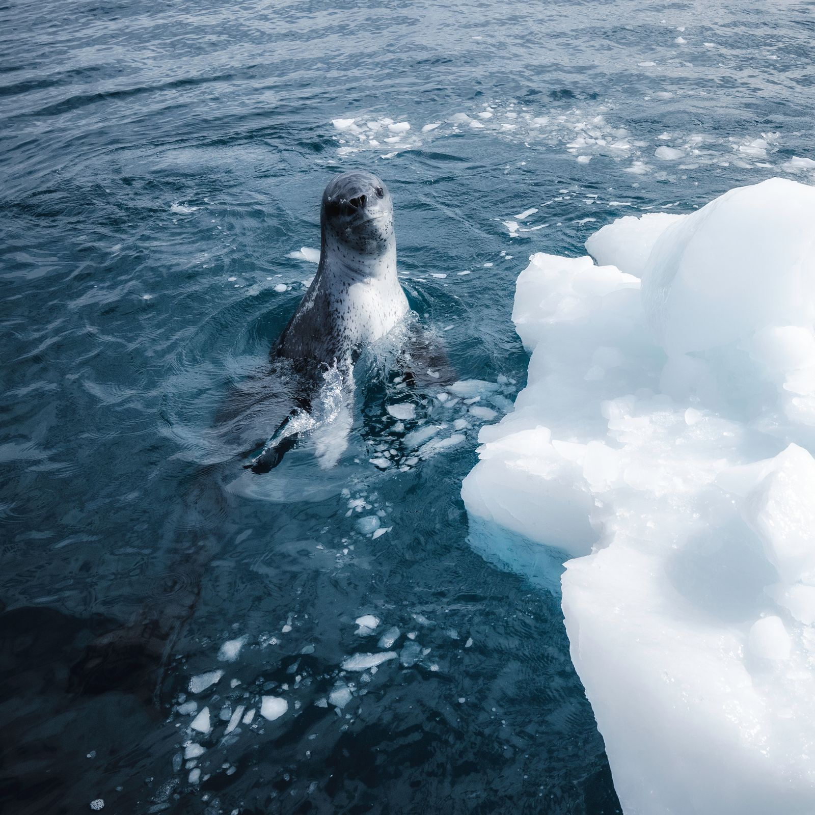 Rondreizen Antarctica AN