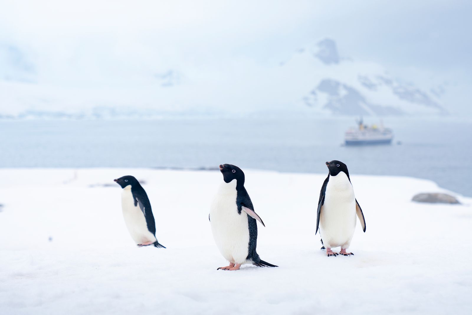 Rondreizen Antarctica AN
