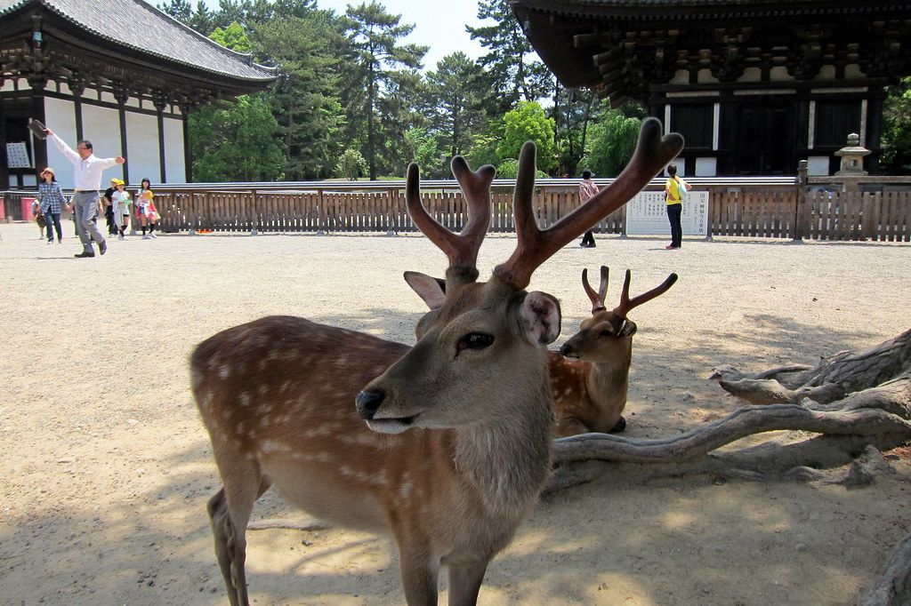 Rondreizen Japan   Nara   Hert in park