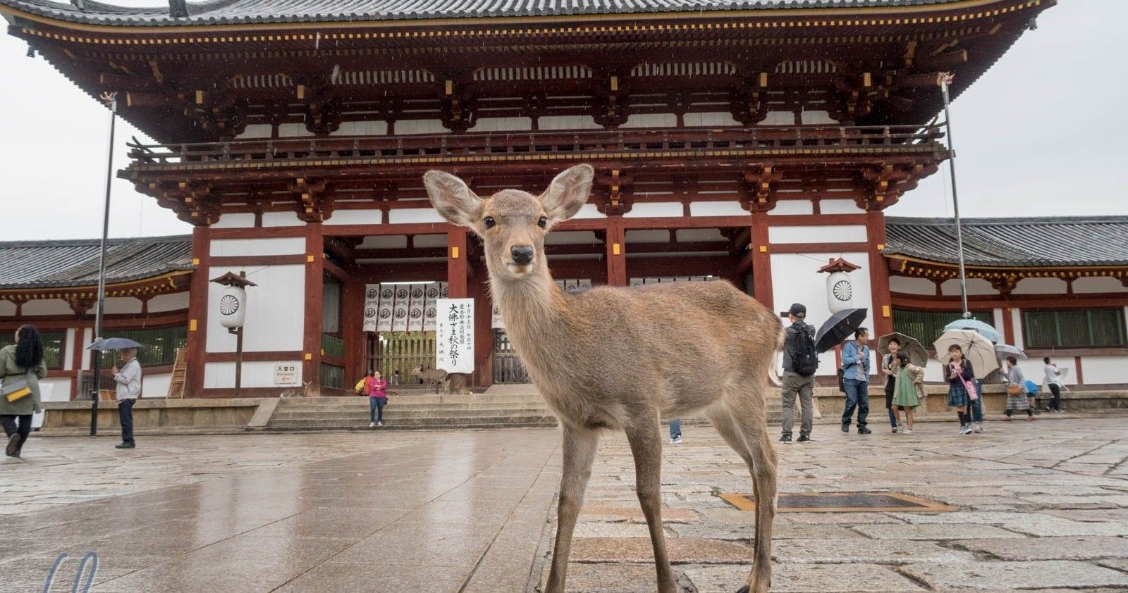 Rondreizen Japan   Nara   Hert voor tempel