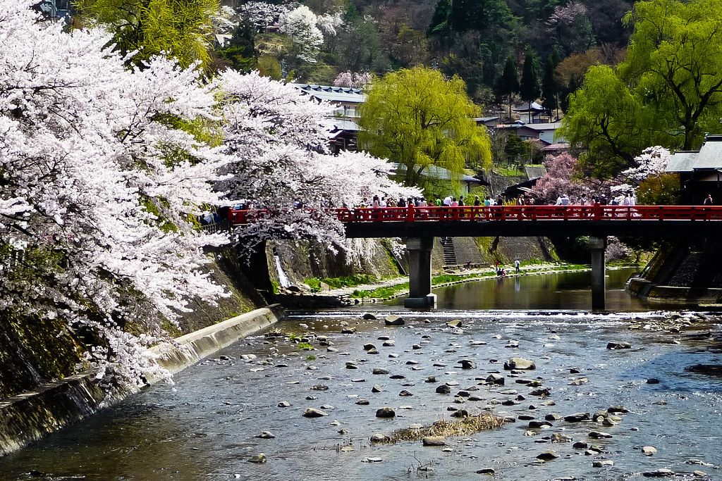 Rondreizen Japan   Takayama   Rode brug met bloesem